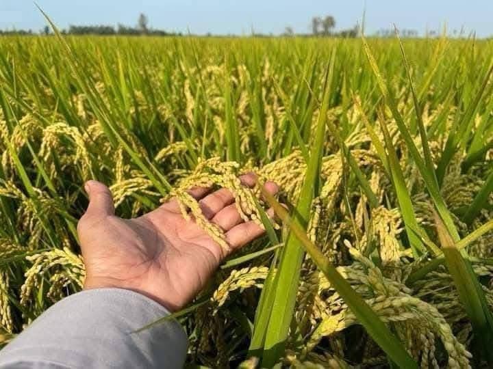 កម្ពុជាសម្រេចបញ្ចេញមូលនិធិចំនួន ៤០លានដុល្លារអាម៉េរិក សម្រាប់រក្សាលំនឹងថ្លៃស្រូវក្នុងស្រុក